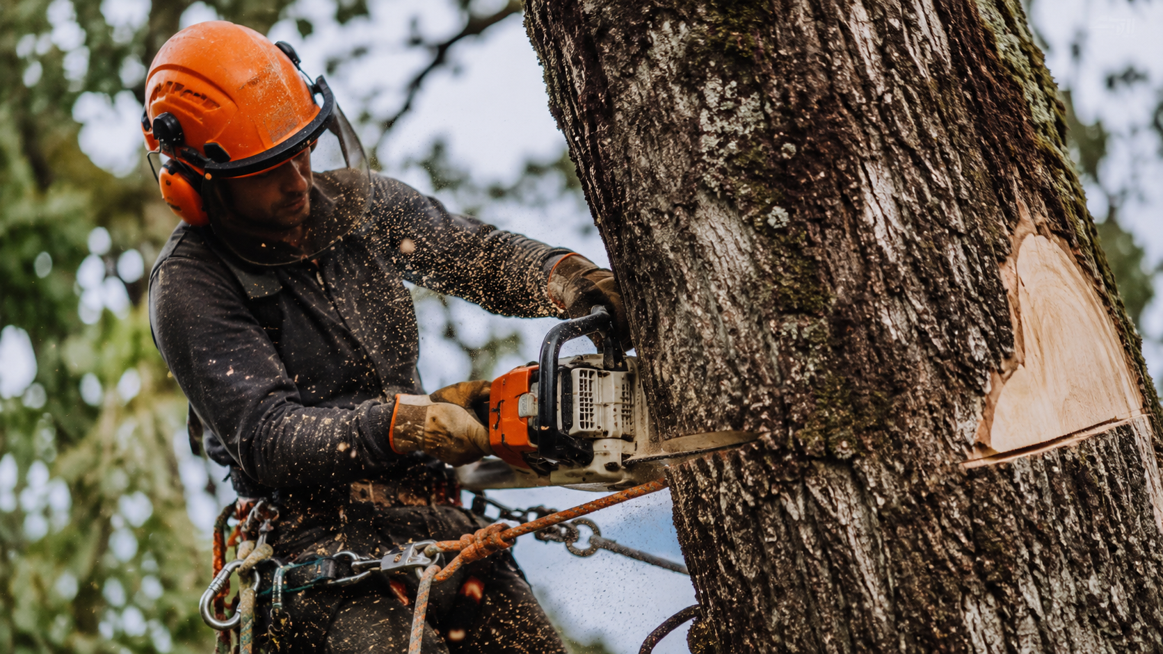 Closeup of a tree trunk being cut during removal